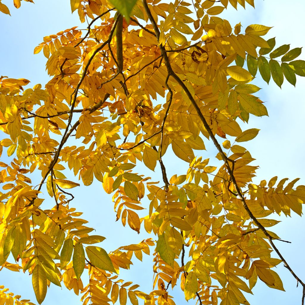 Amerikanjalopähkinä - Juglans cinerea