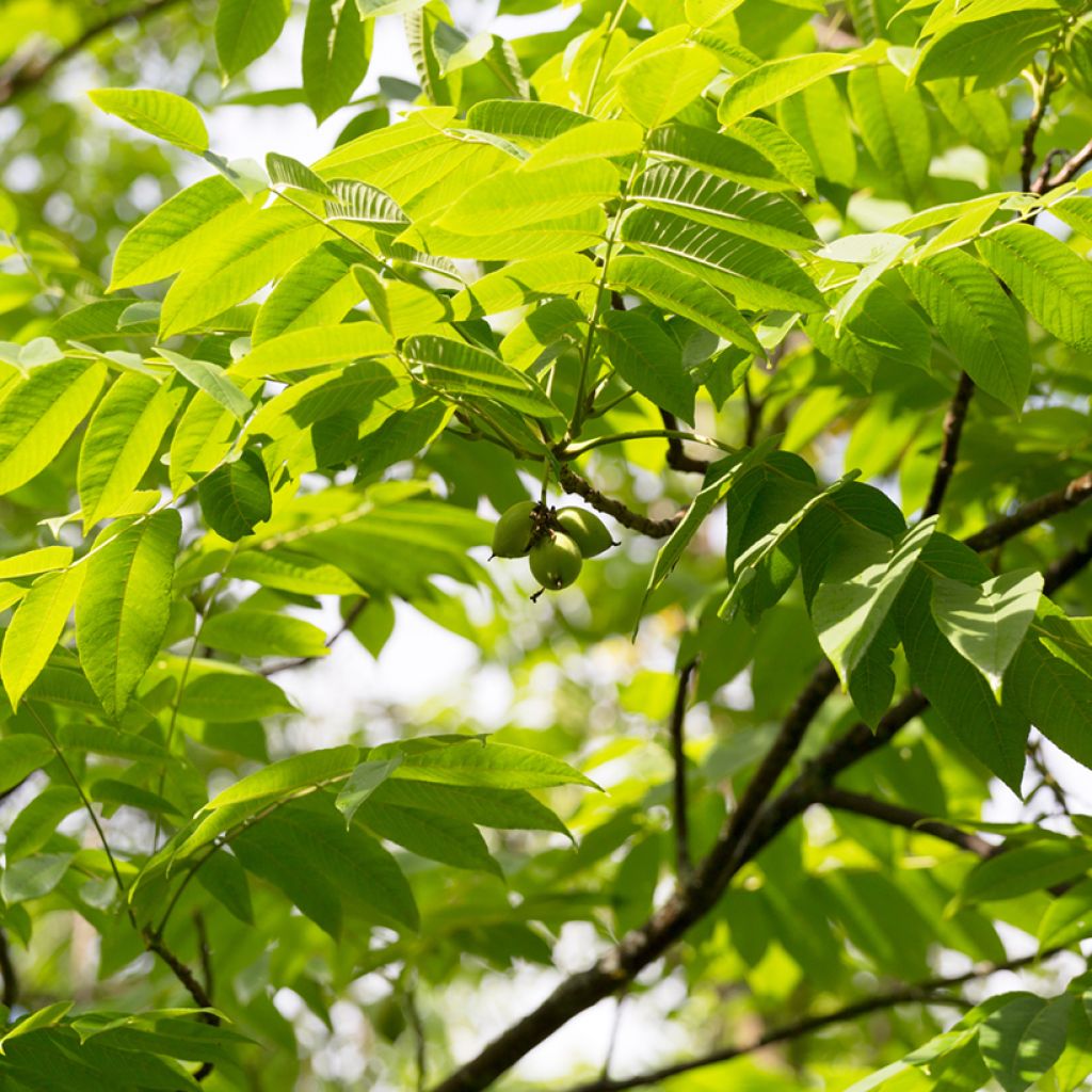 Amerikanjalopähkinä - Juglans cinerea