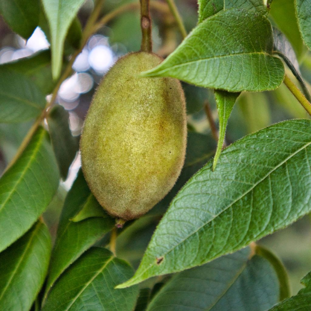 Amerikanjalopähkinä - Juglans cinerea