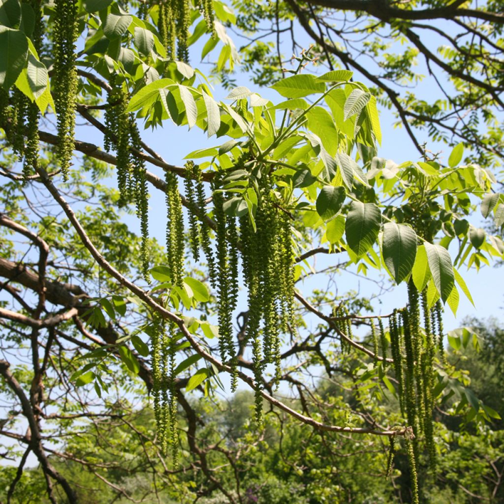 Amerikanjalopähkinä - Juglans cinerea