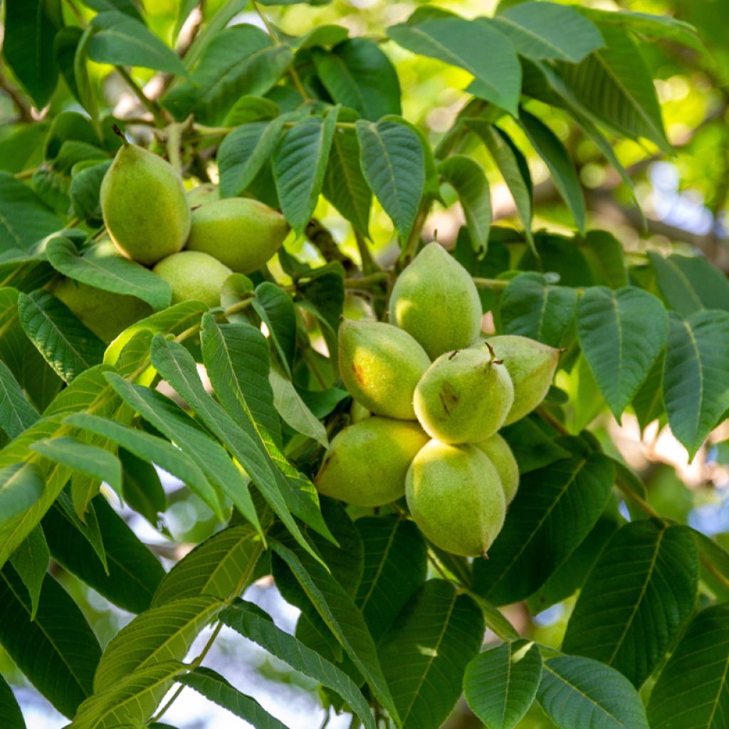 Amerikanjalopähkinä - Juglans cinerea