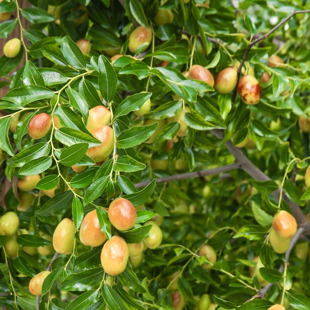 Kiinanjujuba Meimizao