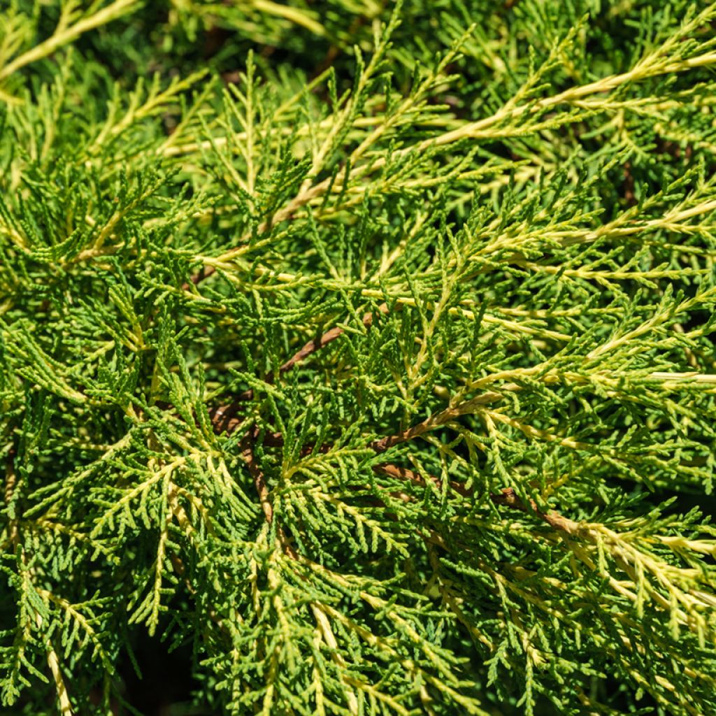 Tarhakataja Pfitzeriana Aurea