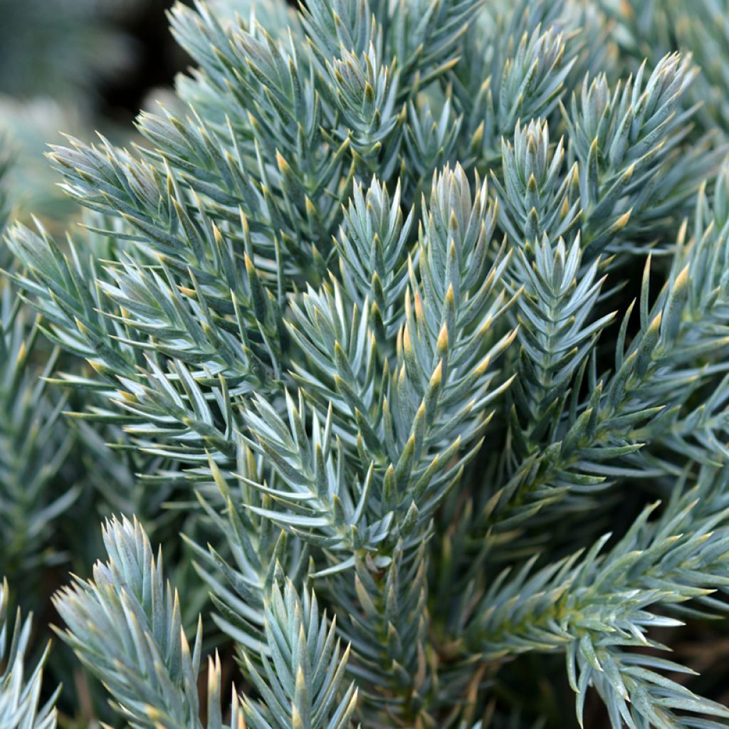 Himalajankataja Blue Star