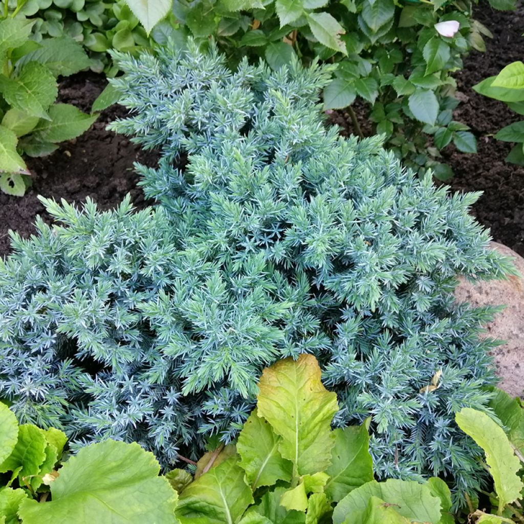 Himalajankataja Blue Star