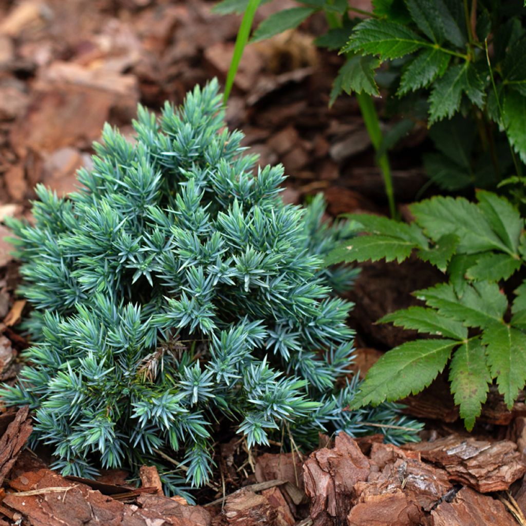 Himalajankataja Blue Star