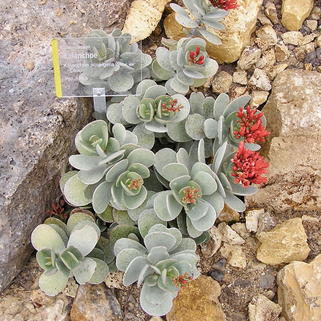 Itulehti - Kalanchoe farinacea