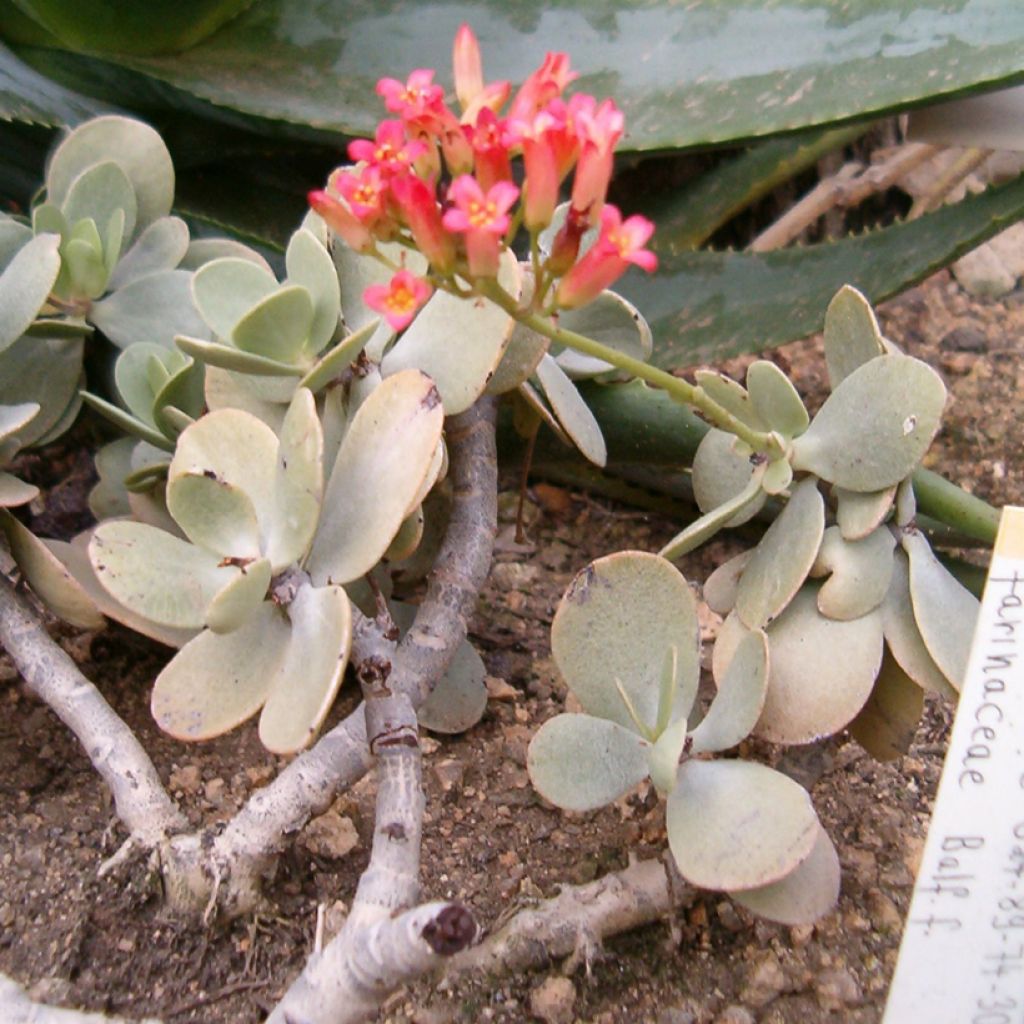 Itulehti - Kalanchoe farinacea