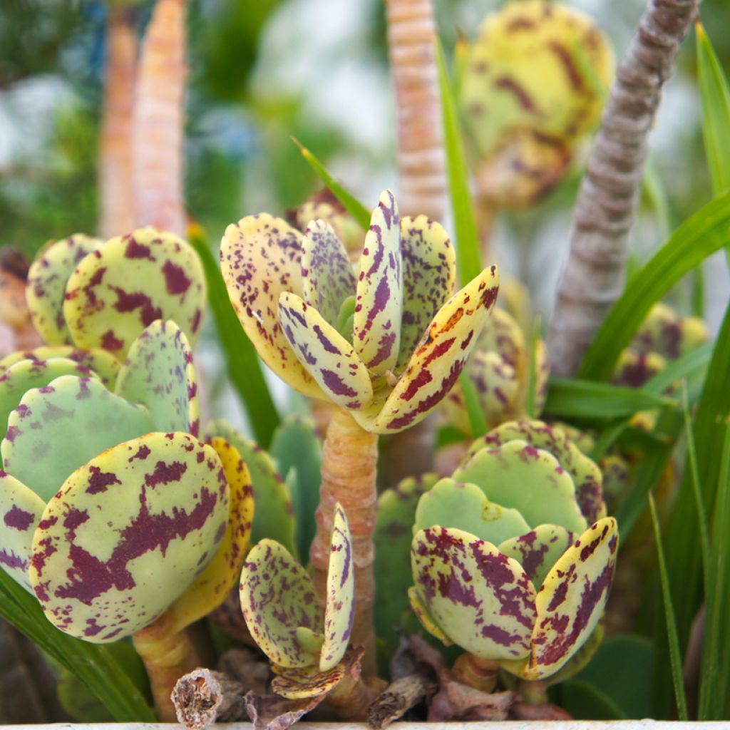Kirjoitulehti - Kalanchoe marmorata