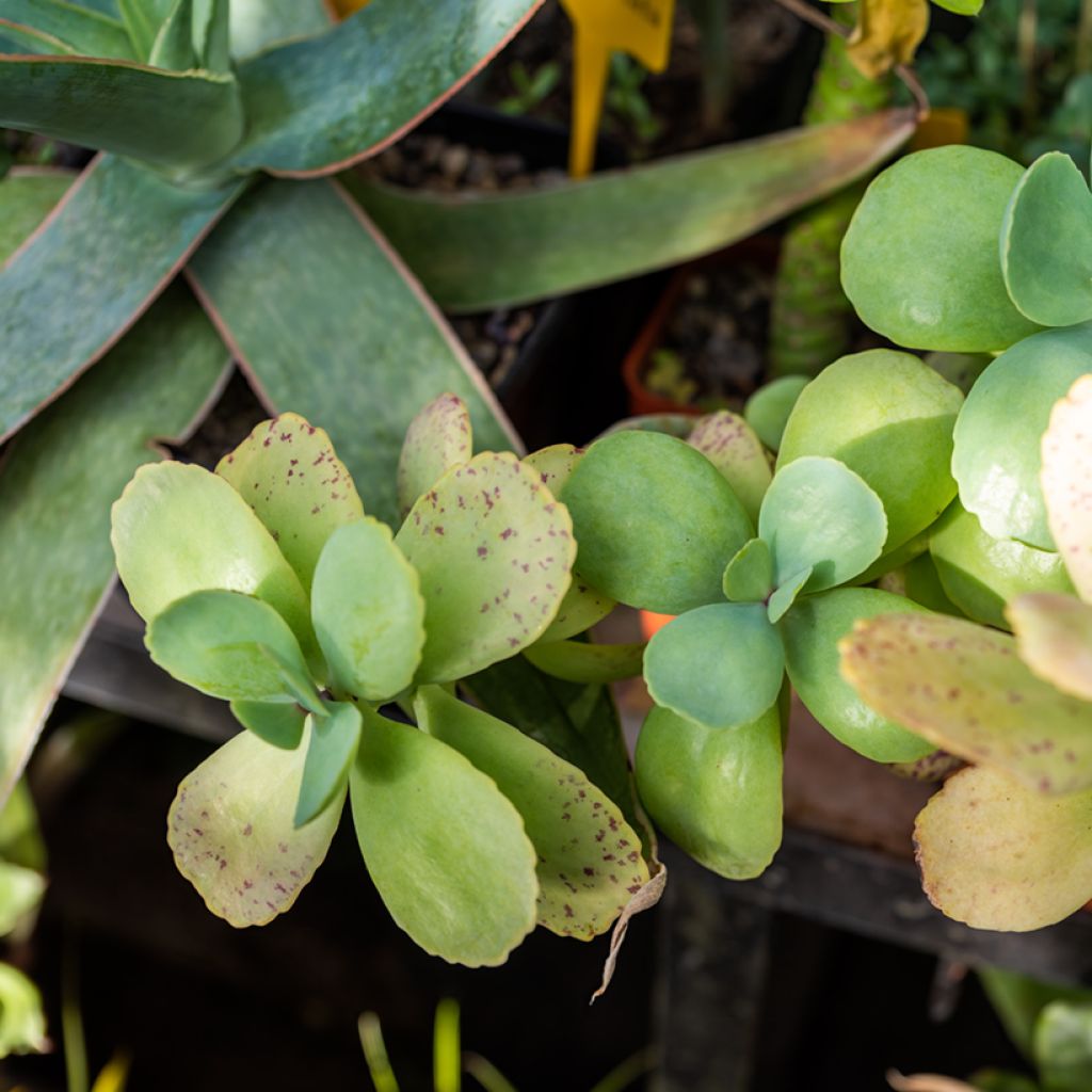 Kirjoitulehti - Kalanchoe marmorata