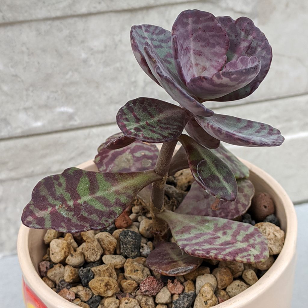 Kirjoitulehti - Kalanchoe marmorata