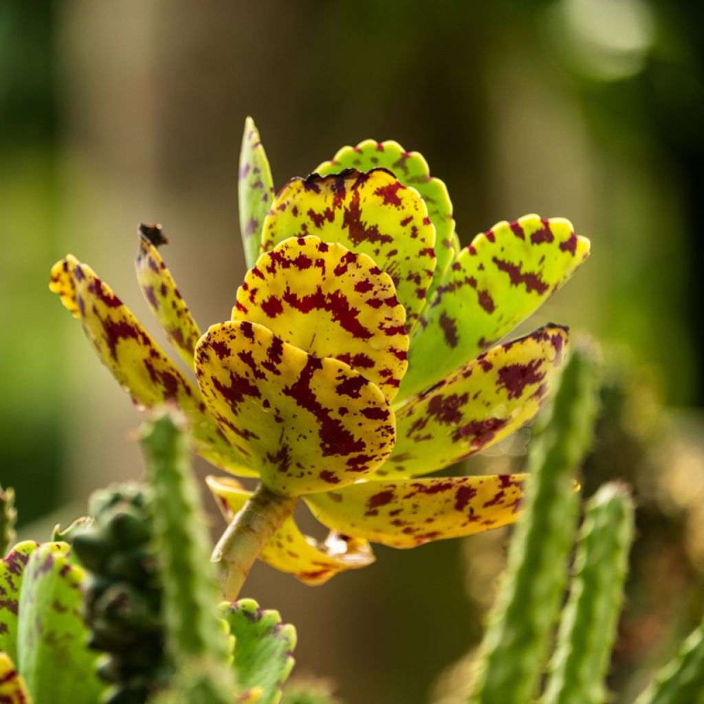 Kirjoitulehti - Kalanchoe marmorata