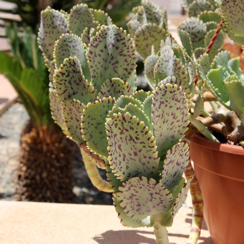 Kirjoitulehti - Kalanchoe marmorata