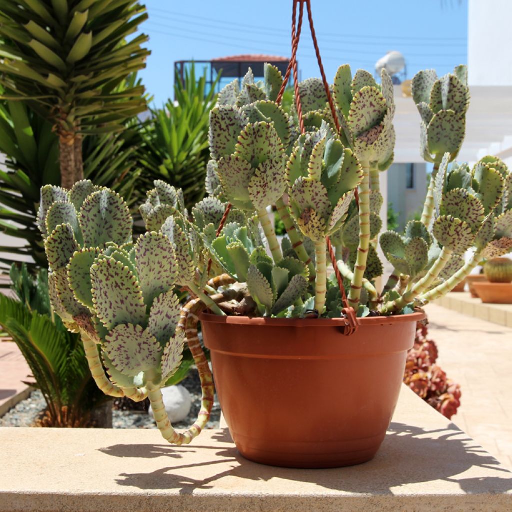 Kirjoitulehti - Kalanchoe marmorata