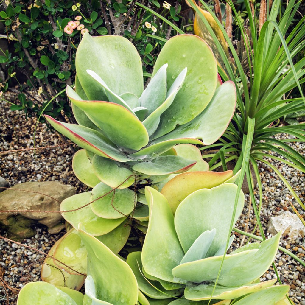 Kapinitulehti - Kalanchoe thyrsiflora