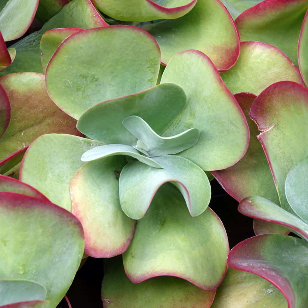 Kapinitulehti - Kalanchoe thyrsiflora