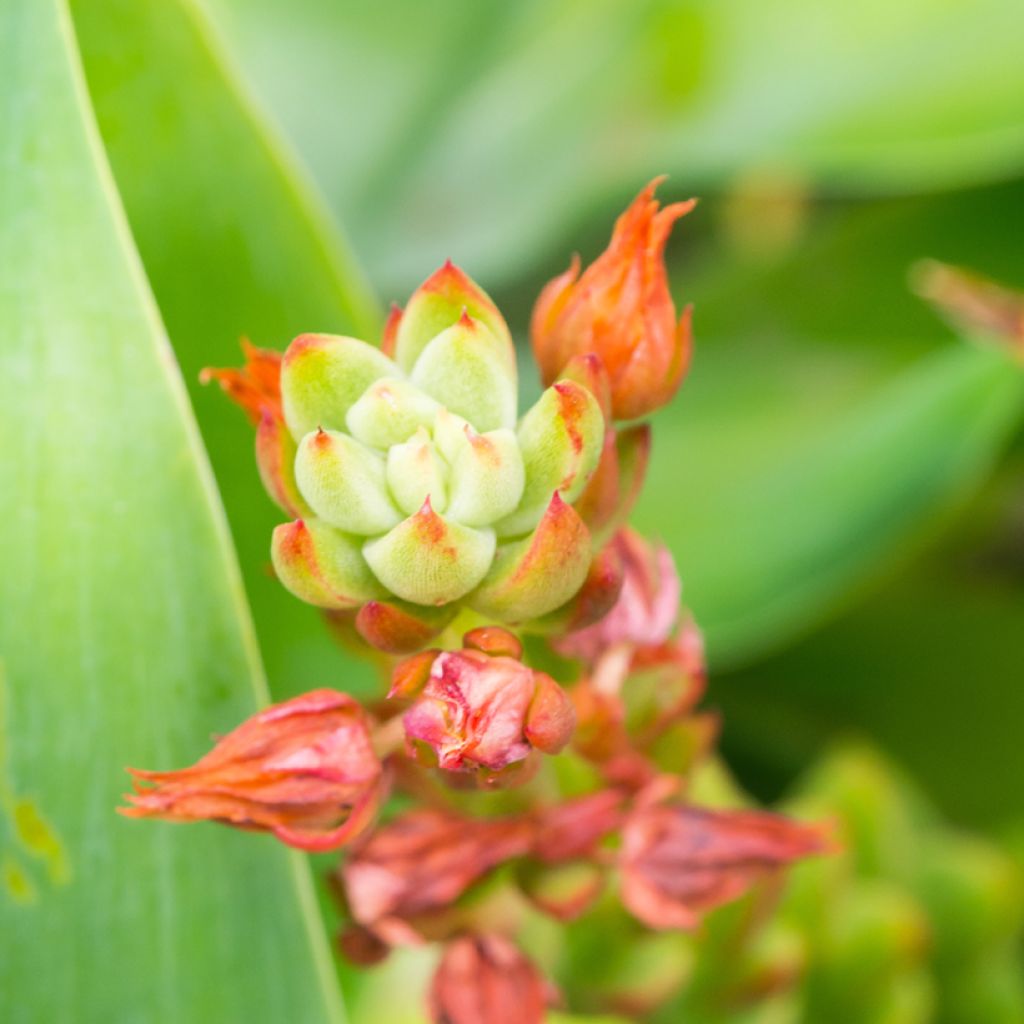 Kapinitulehti - Kalanchoe thyrsiflora