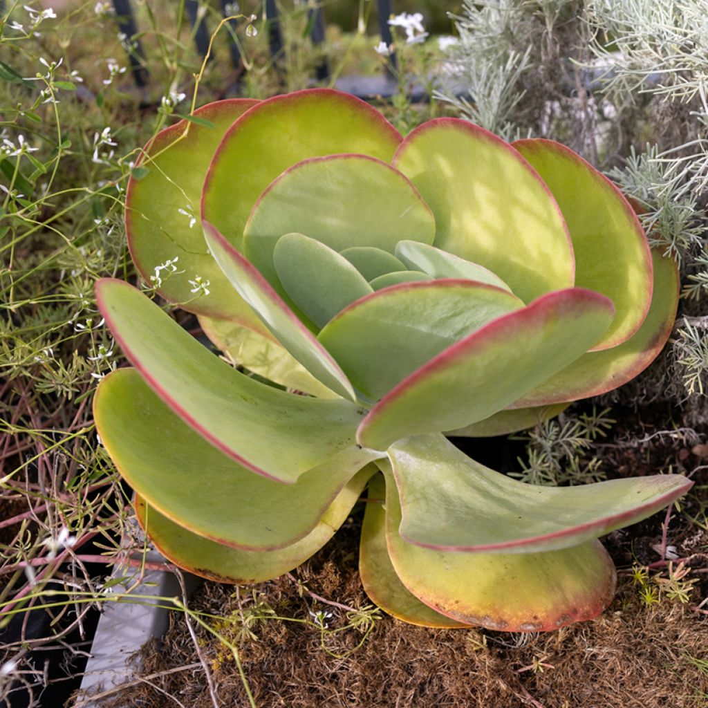 Kapinitulehti - Kalanchoe thyrsiflora