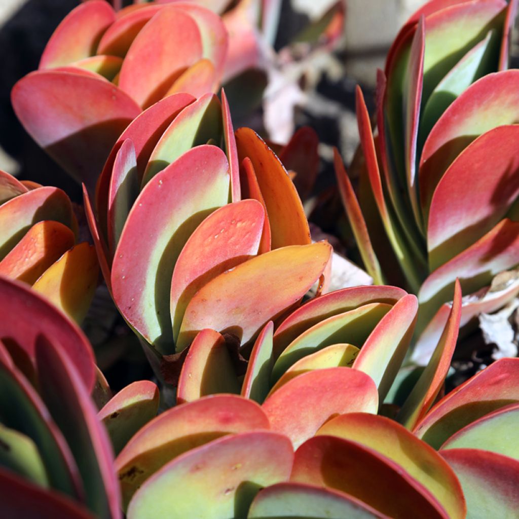 Kapinitulehti - Kalanchoe thyrsiflora