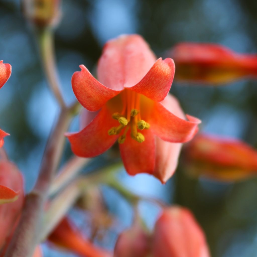 Kapinitulehti - Kalanchoe thyrsiflora