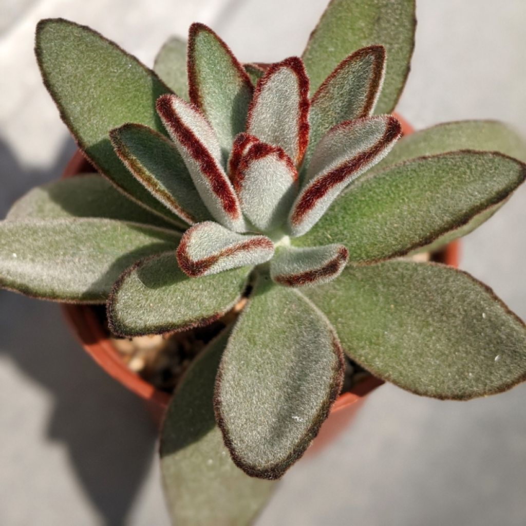 Nukkaitulehti - Kalanchoe tomentosa