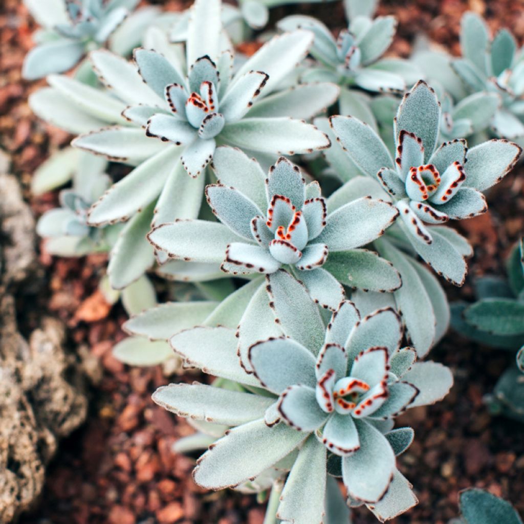 Nukkaitulehti - Kalanchoe tomentosa