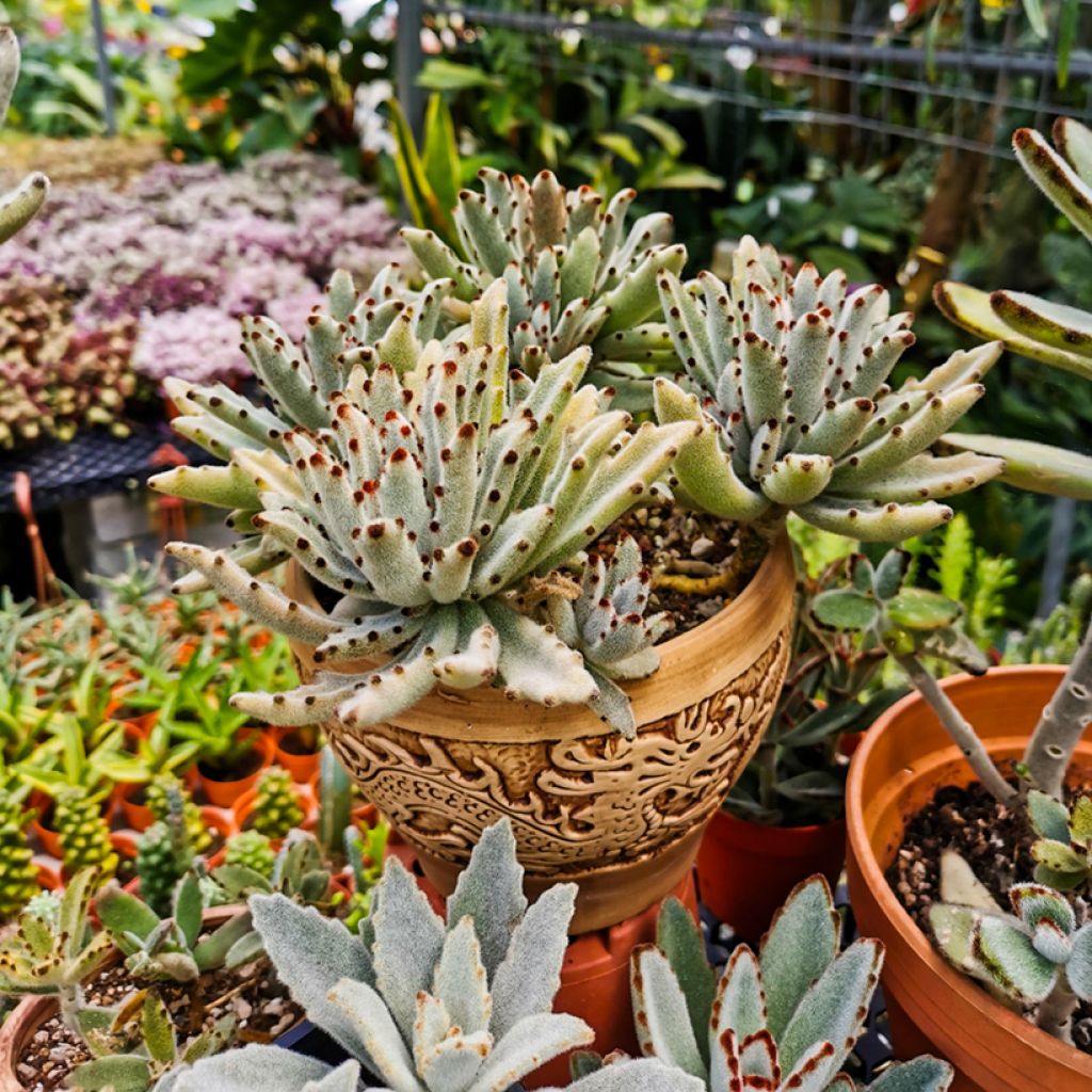 Nukkaitulehti - Kalanchoe tomentosa