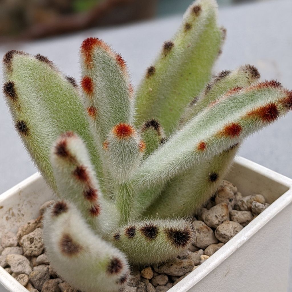 Nukkaitulehti - Kalanchoe tomentosa