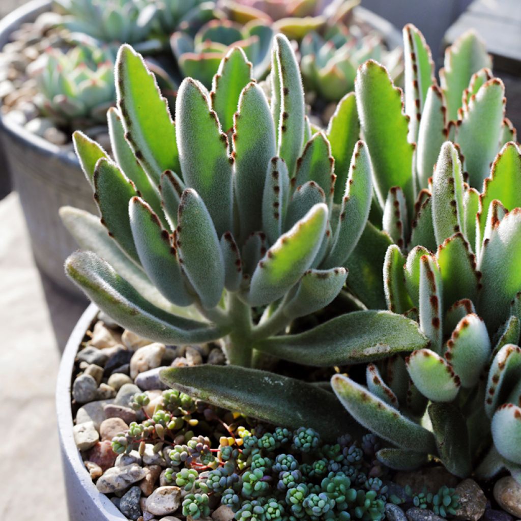 Nukkaitulehti - Kalanchoe tomentosa