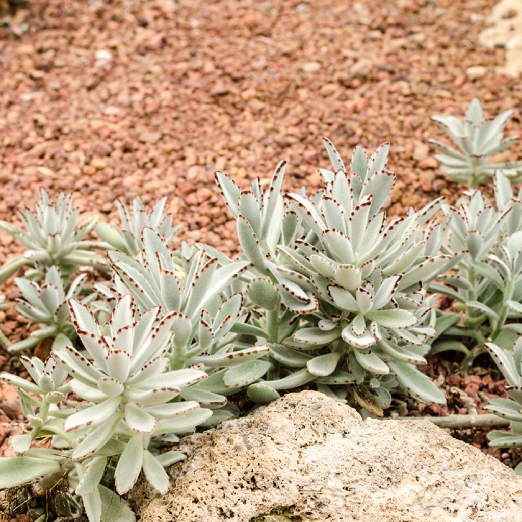 Nukkaitulehti - Kalanchoe tomentosa