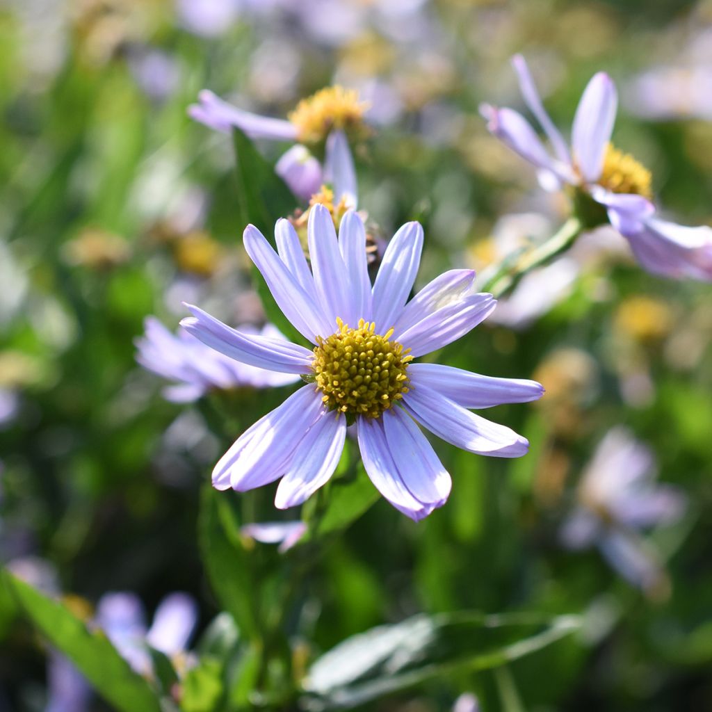 Metsäasteri Blue Star