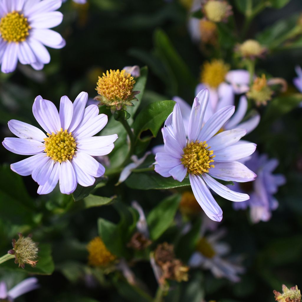 Metsäasteri Blue Star