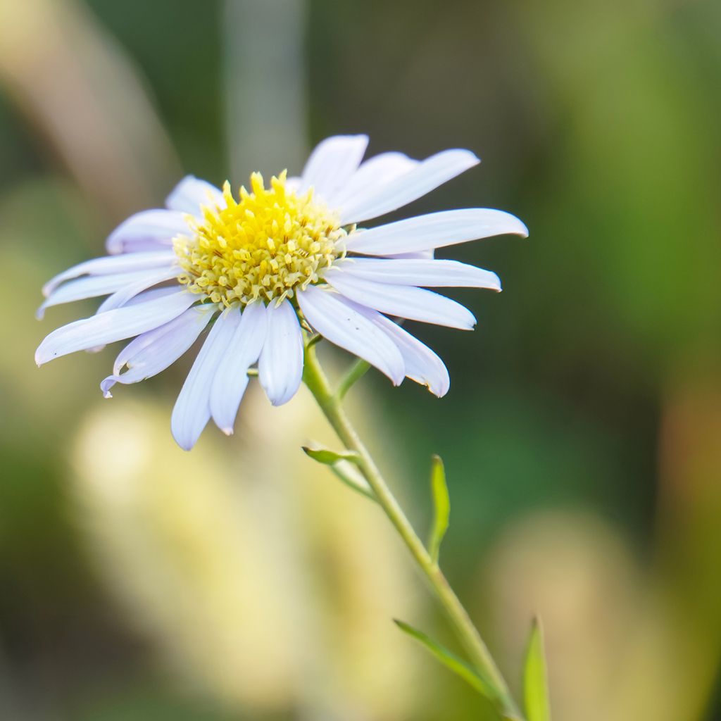 Metsäasteri Blue Star