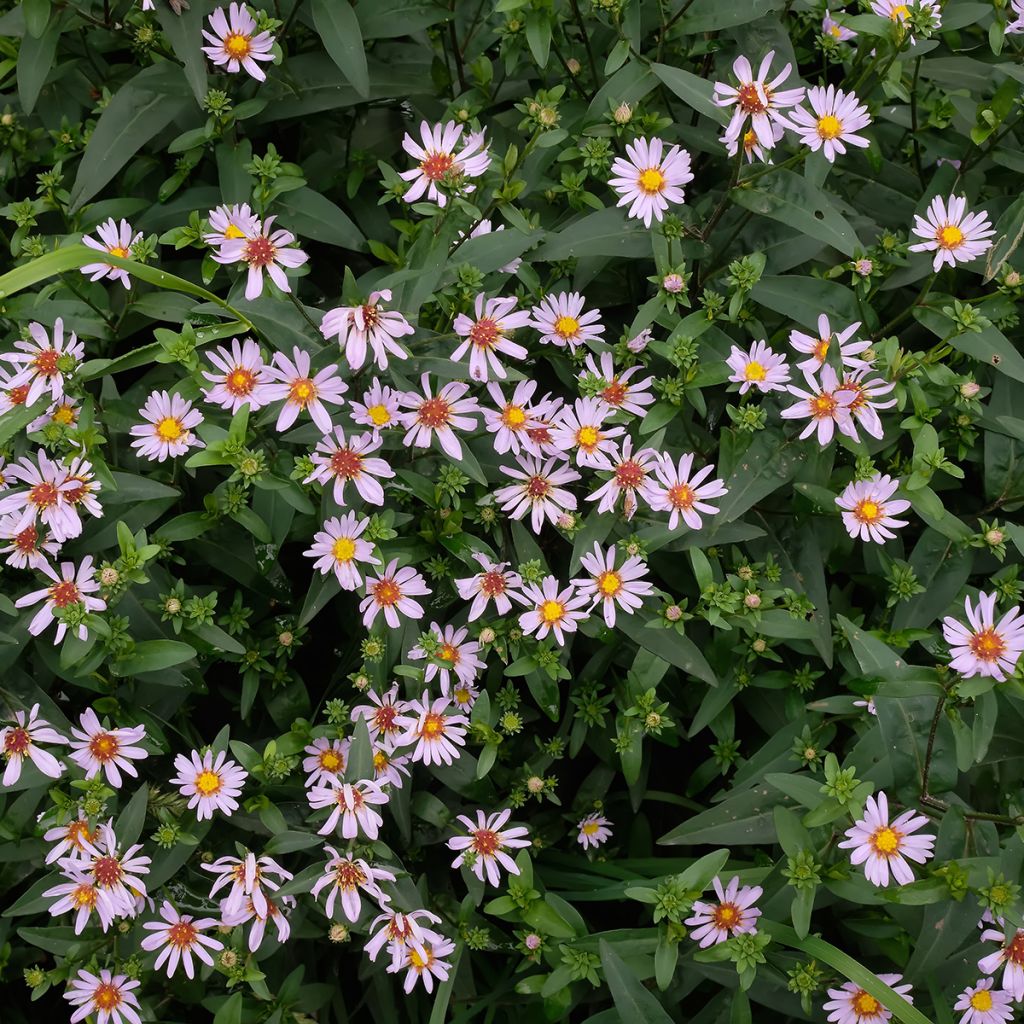 Metsäasteri Charlotte