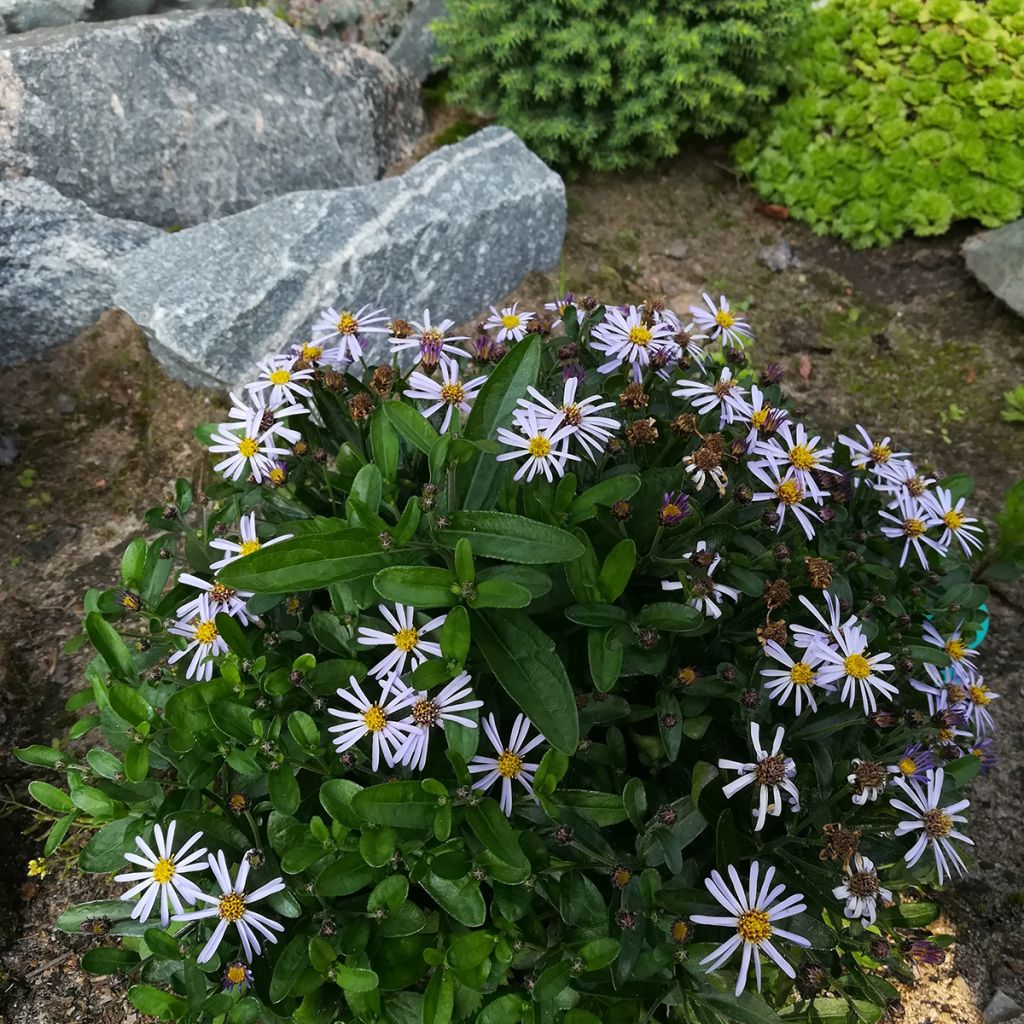 Metsäasteri Nana Blue