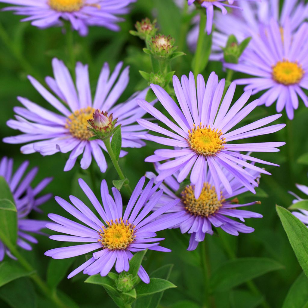 Metsäasteri Blue Star