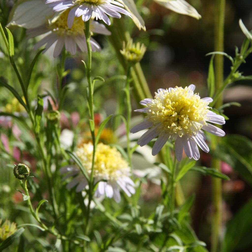 Kalimeris pinnatifida var. hortensis