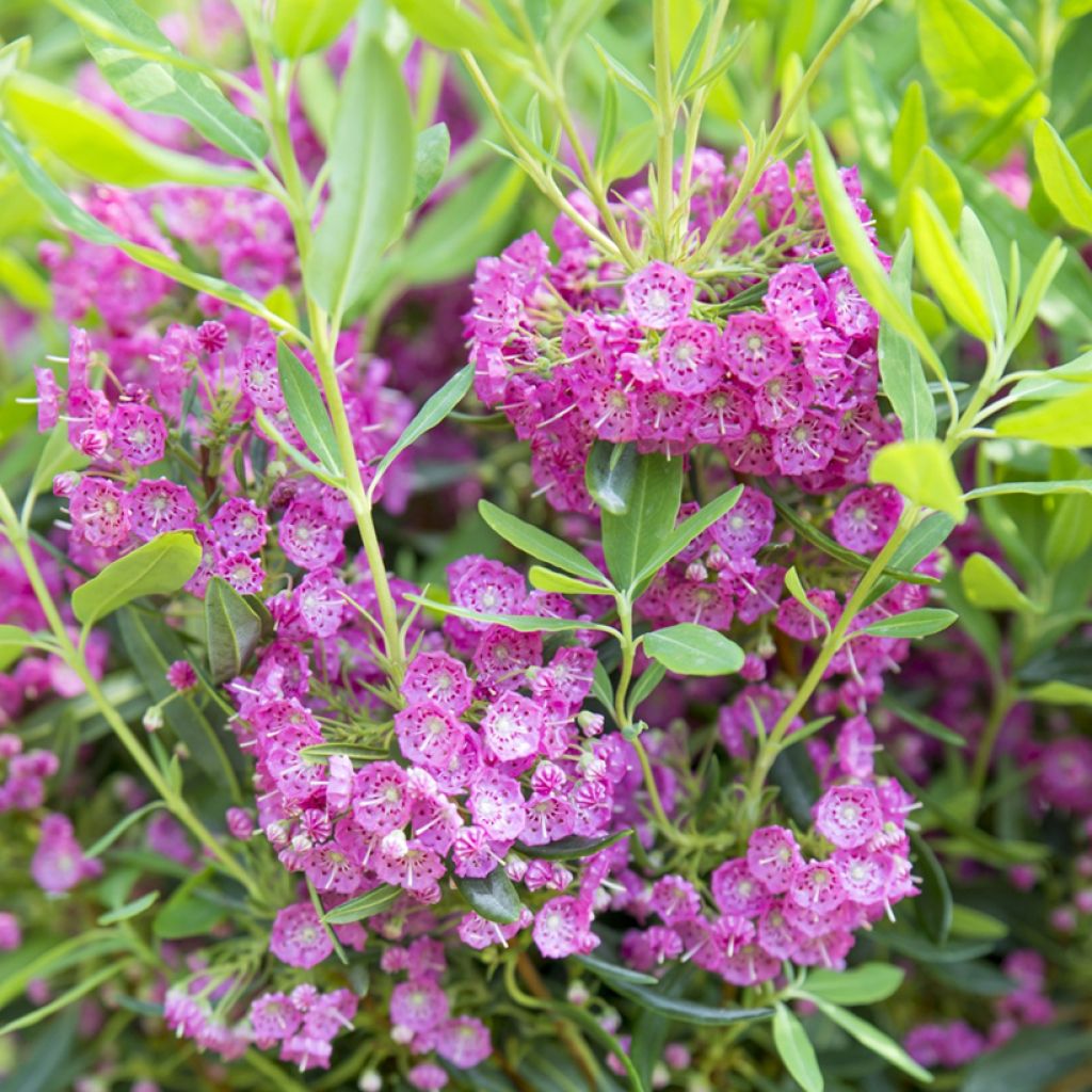 Kapealehtikalmia Rubra