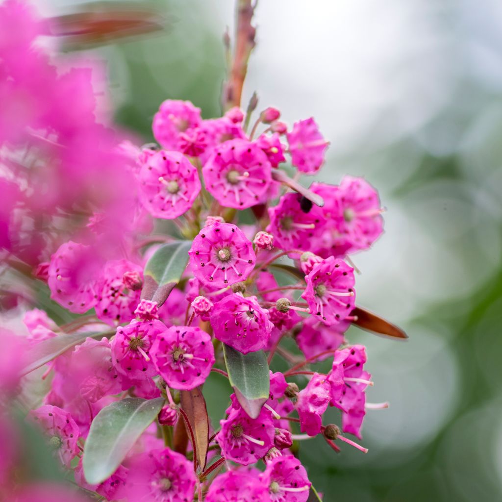 Kapealehtikalmia Rubra