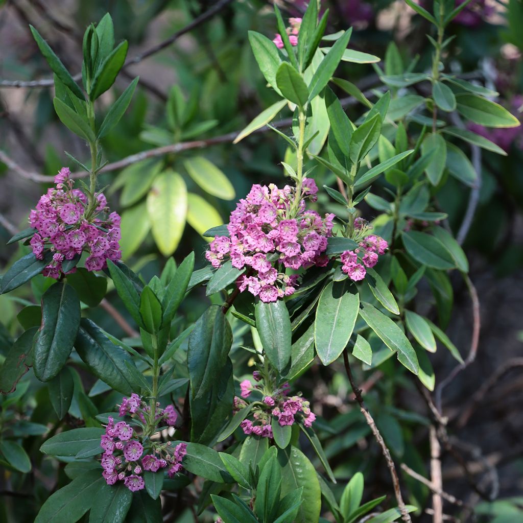 Kapealehtikalmia Rubra