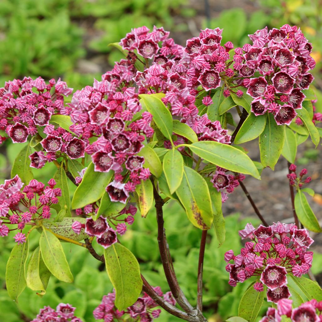 Leveälehtikalmia Latchmin