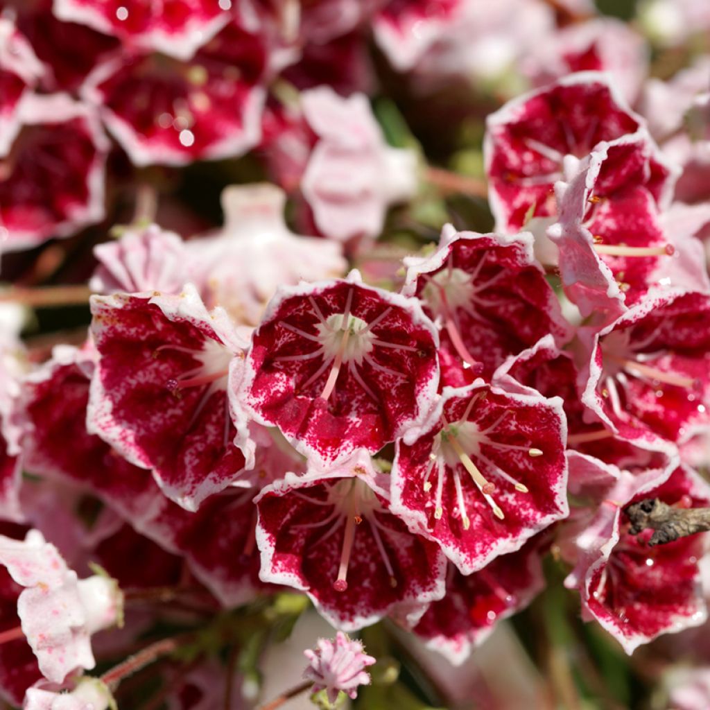 Leveälehtikalmia Pinwheel