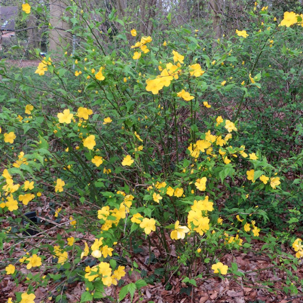 Pallerokerria - Kerria japonica