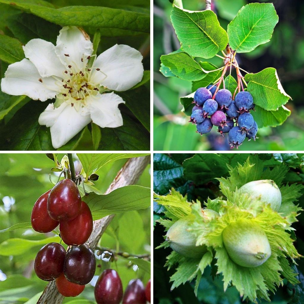 Korkea herkkupensasaitapaketti - pituus 8/12 m