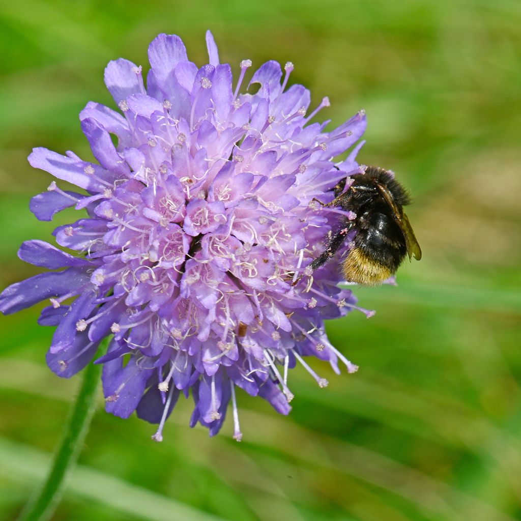 Ketoruusuruoho - Knautia arvensis