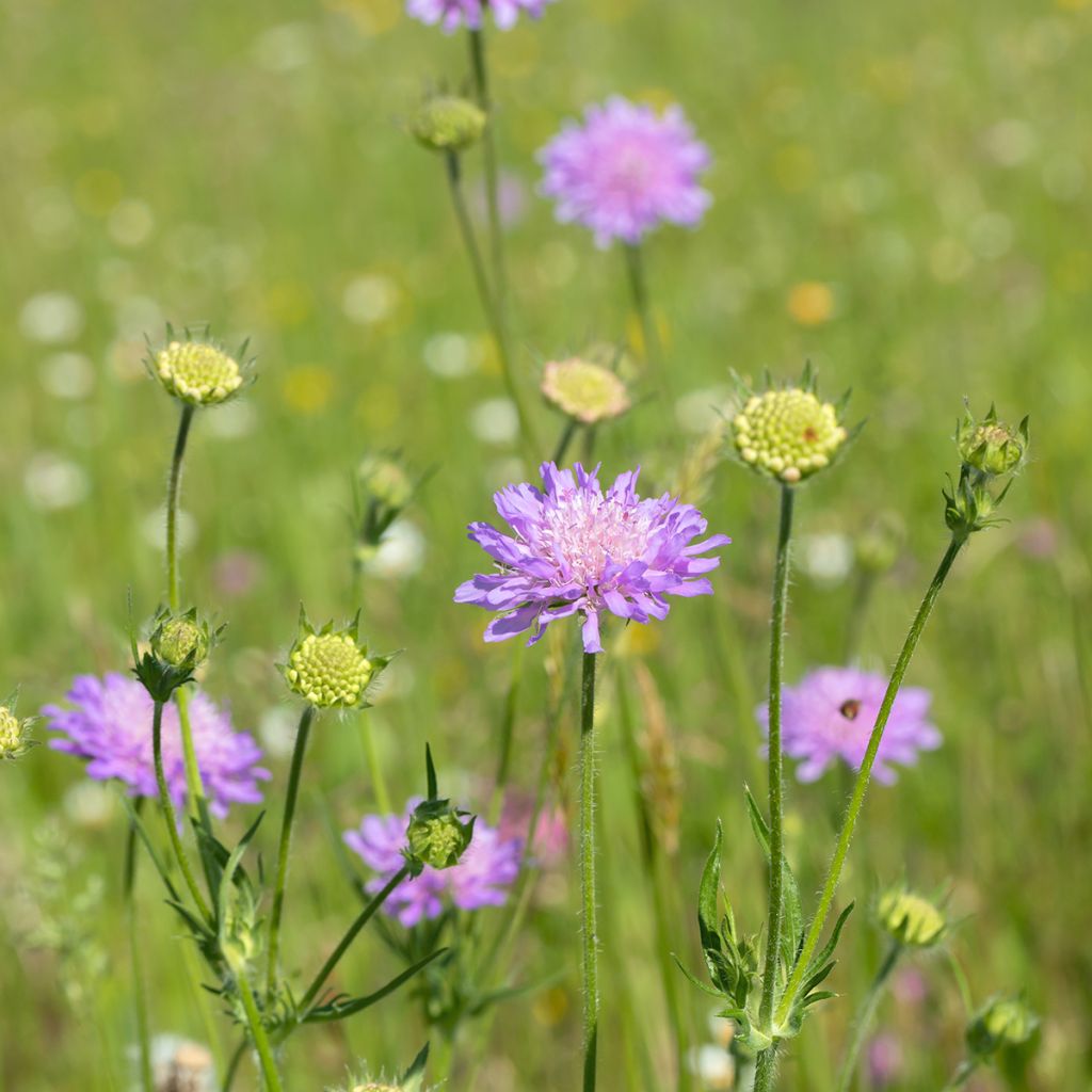 Ketoruusuruoho - Knautia arvensis