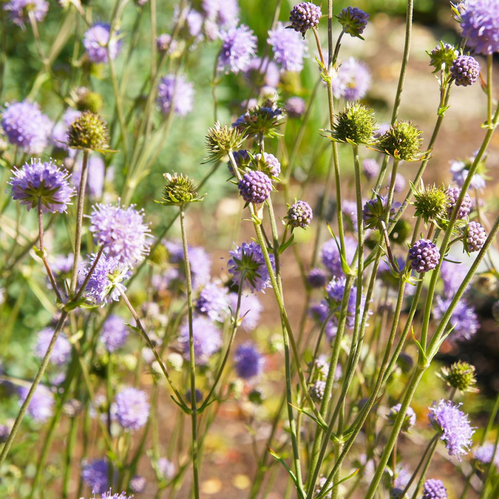 Ketoruusuruoho - Knautia arvensis