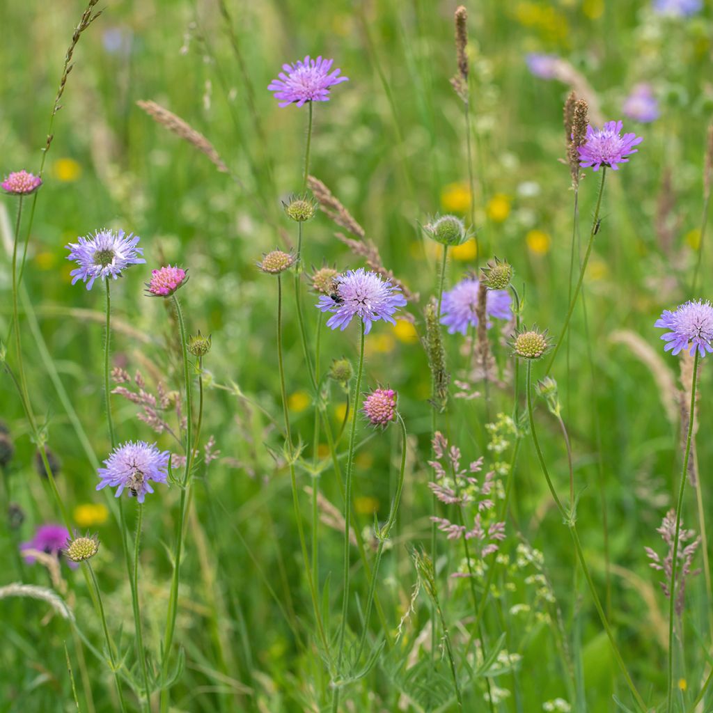 Ketoruusuruoho - Knautia arvensis