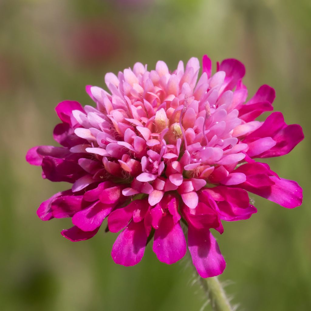 Etelänruusuruoho Melton Pastels