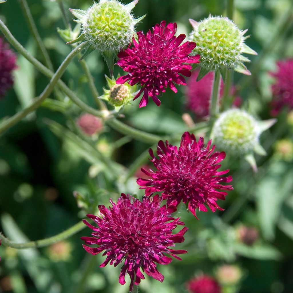 Etelänruusuruoho - Knautia macedonica